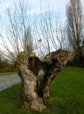 Saule têtard