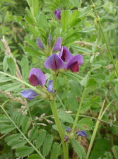 Vesce commune