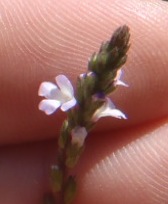Fleur de nina