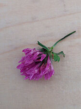 Fleur de Trèfle