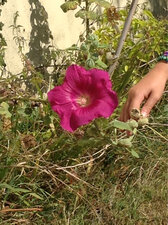 Fleur de Rose trémière