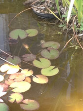 Grenouille rainette ?
