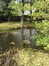 Couples de Colvert