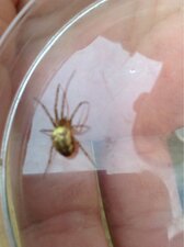 Metelina sp. - sous réserve