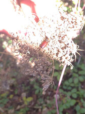 Forficule sp.