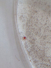 Le Trombidion soyeux ?