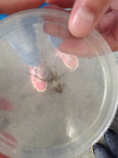 Araneus diadematus
