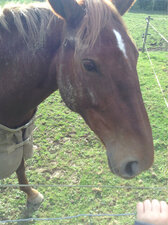 Cheval