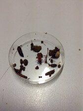les insectes vivants <3