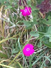 Lychnis coronaria