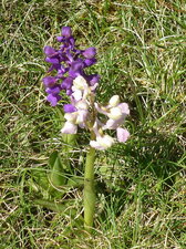 Orchis bouffons