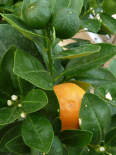 Fleurs, fruits vert et fruit mature