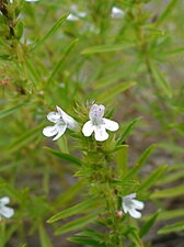 Satureja montana