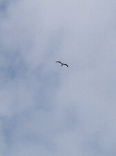La mouette de Roscoff