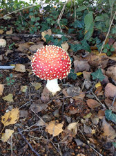 Amanite tue-mouche