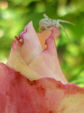 Misumena vatia