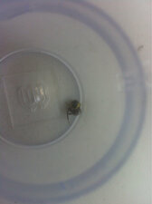 Synema globossum