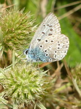 Papillon "argus bleu nacré"