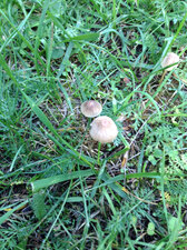Champignon