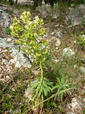Euphorbe characias