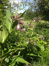 Consoude officinale