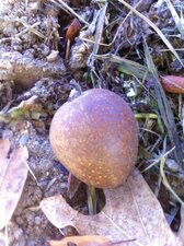 corme, fruit du Cormier / Sorbus domestica L.