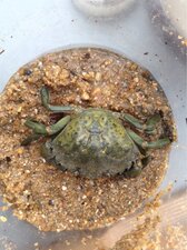 Crabe