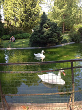 Cygnes