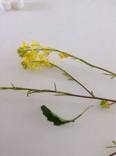 diplotaxis