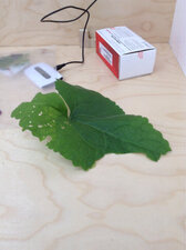 feuille