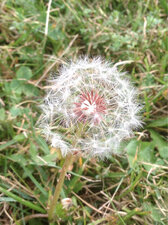 Fleur de pissenlit