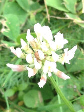 fleur de trèfle