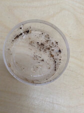 Fourmis rouges