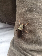 Lucane cerf-volant, femelle