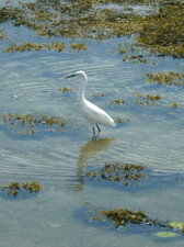 Aigrette garzette