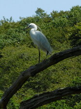 Aigrette garzette à l