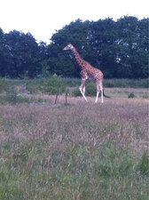 Girafe