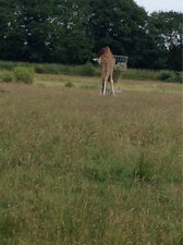 Girafe