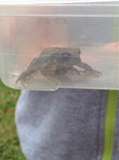 Crapaud commun ?