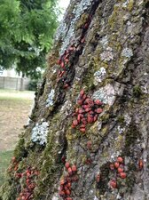 Gendarmes, ou pyrrhocore, Pyrrhocoris apterus