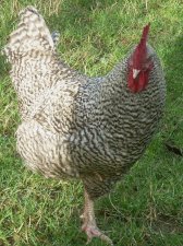 Coq "coucou de Rennes"
