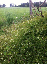 je ne sais pas encore (?)