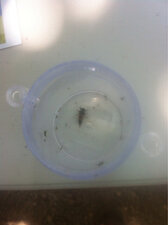 larve de coccinelle