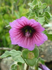 Lavatère arborescente