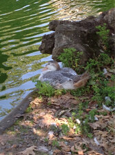 Le cygnon