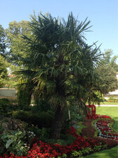 Le Palmier