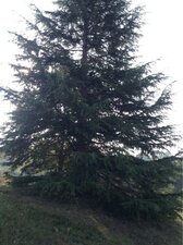 le sapin