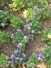 les fleurs