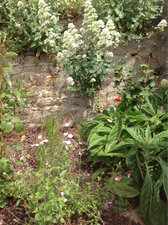 Les plantes de Roscoff