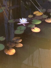 lotus
